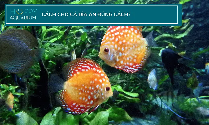 Thức ăn cho cá dĩa: Hướng dẫn chọn và sử dụng hiệu quả Thức ăn cho cá dĩa: Hướng dẫn chọn và sử dụng hiệu quả