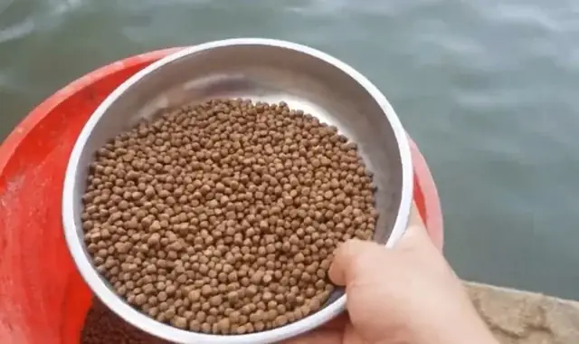 Thức ăn cho cá rô đồng: Hướng dẫn dinh dưỡng và cách nuôi tối ưu