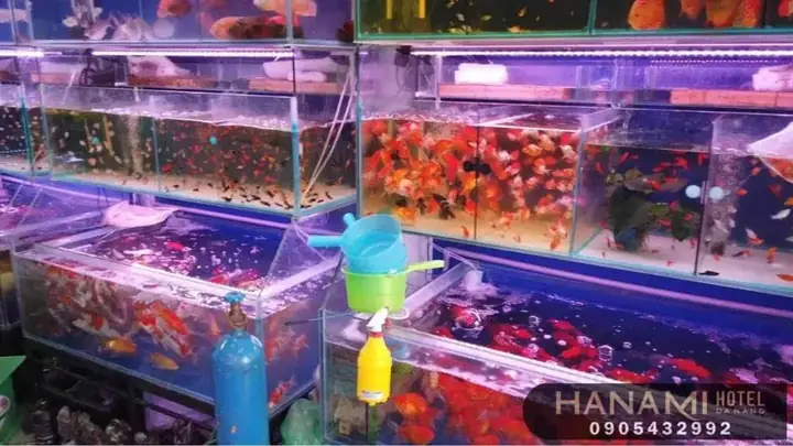 Hướng Dẫn Chi Tiết Chọn Mua Thức Ăn Cho Cá Cảnh Tại Đà Nẵng