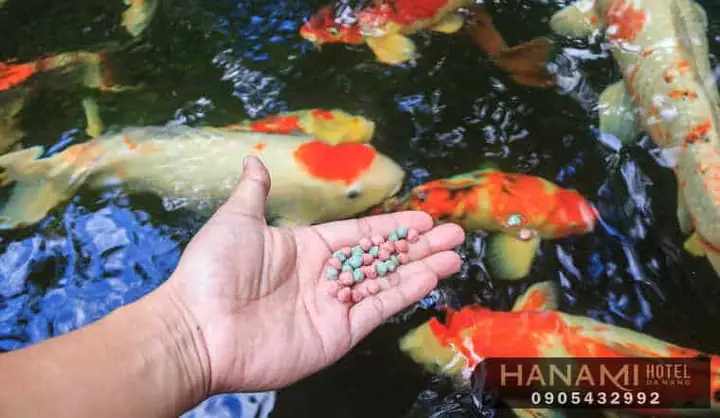 Hướng Dẫn Chi Tiết Chọn Mua Thức Ăn Cho Cá Cảnh Tại Đà Nẵng