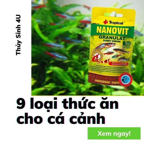 Hướng Dẫn Chọn Thức Ăn Cho Cá Thủy Sinh Khỏe Mạnh