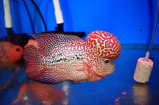 Thức ăn chuyên dụng cho cá La Hán