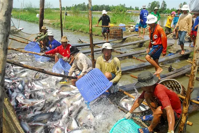 Hướng Dẫn Chọn Và Sử Dụng Thức Ăn Nuôi Cá Tra Hiệu Quả Hướng Dẫn Chọn Và Sử Dụng Thức Ăn Nuôi Cá Tra Hiệu Quả