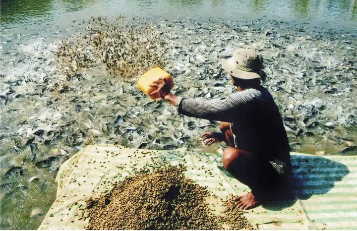 Hướng Dẫn Chọn Và Sử Dụng Thức Ăn Nuôi Cá Tra Hiệu Quả Hướng Dẫn Chọn Và Sử Dụng Thức Ăn Nuôi Cá Tra Hiệu Quả