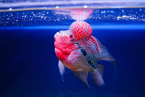 Thức ăn XO cho cá La Hán: Hướng dẫn chọn và sử dụng tối ưu