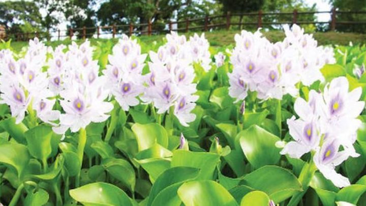 Thực vật tươi là nguồn thức ăn lý tưởng cho cá cảnh nhỏ