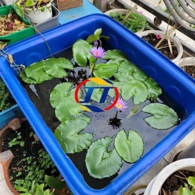 Thùng nhựa 50L màu xanh dương chuyên dùng nuôi cá cảnh