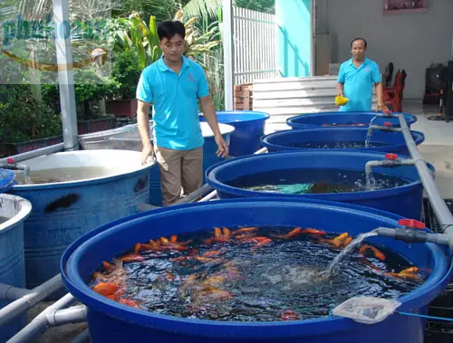 Thùng Nhựa Tròn Nuôi Cá: Hướng Dẫn Chi Tiết Từ A Đến Z
