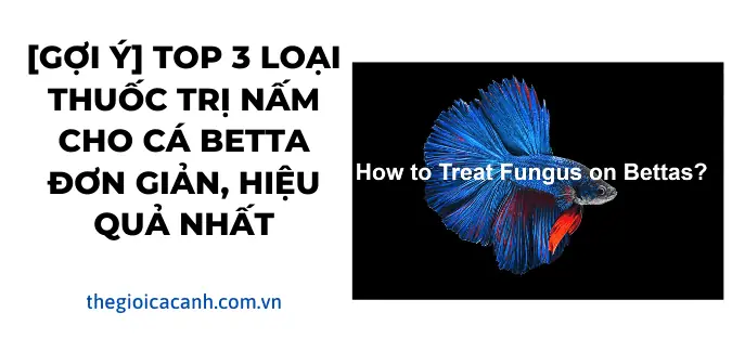 Các Loại Thuốc Đặc Trị Bệnh Phổ Biến Cho Cá Betta