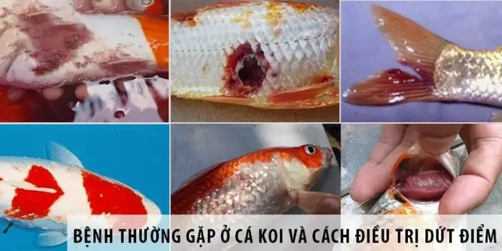Hướng Dẫn Chi Tiết Về **Thuốc Cho Cá Koi** Và Cách Dùng Hiệu Quả