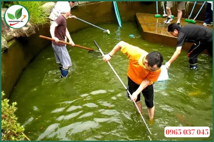 thuốc diệt rêu bể cá