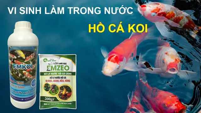 Cách làm trong nước hồ cá cảnh ngoài trời