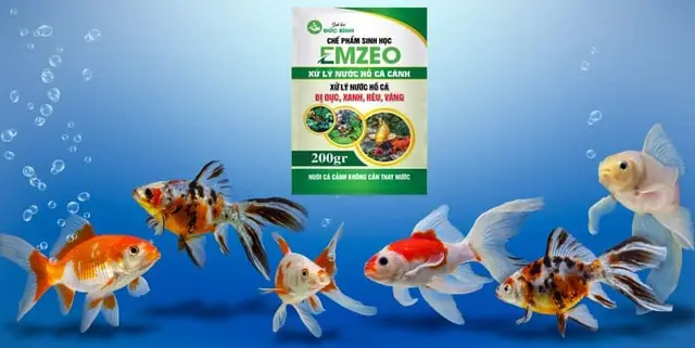 Hướng dẫn dùng thuốc vi sinh làm trong nước hồ cá EMZEO an toàn, tiết kiệm