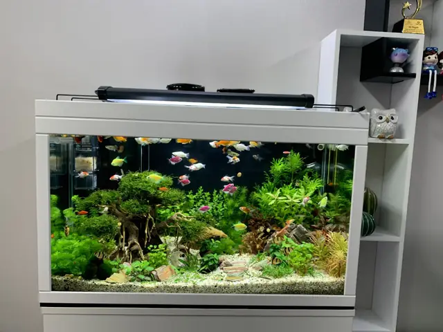Thước Lỗ Ban Hồ Cá: Hướng Dẫn Chọn Kích Thước Chuẩn Phong Thủy Thước Lỗ Ban Hồ Cá: Hướng Dẫn Chọn Kích Thước Chuẩn Phong Thủy