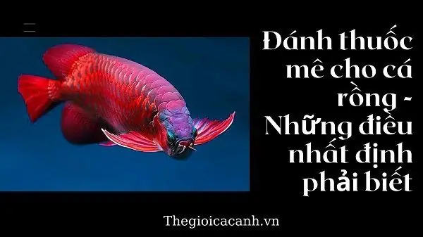 Thuốc Mê Cá Rồng: Hướng Dẫn Sử Dụng Đúng Cách và An Toàn