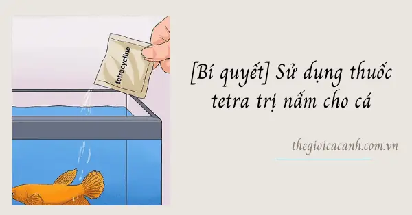 Thuốc Tetra Cho Cá: Hướng Dẫn Sử Dụng Trị Nấm & Vi Khuẩn