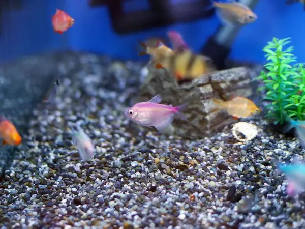 Thuốc Tetra Cho Cá: Hướng Dẫn Sử Dụng Trị Nấm & Vi Khuẩn