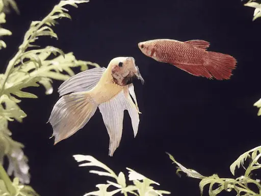 Thuốc Tetra Cho Cá: Hướng Dẫn Sử Dụng Trị Nấm & Vi Khuẩn