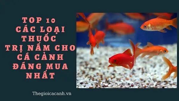 Hướng Dẫn Chọn & Sử Dụng Thuốc Trị Nấm Cá Cảnh Hiệu Quả