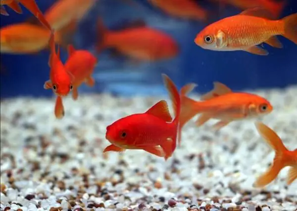 Hướng Dẫn Chọn & Sử Dụng Thuốc Trị Nấm Cá Cảnh Hiệu Quả Hướng Dẫn Chọn & Sử Dụng Thuốc Trị Nấm Cá Cảnh Hiệu Quả