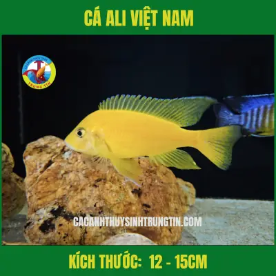 Cá Ali Việt Nam 12-15cm