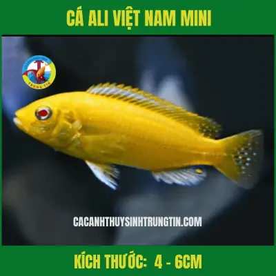 Cá Ali Việt Nam 4-6cm