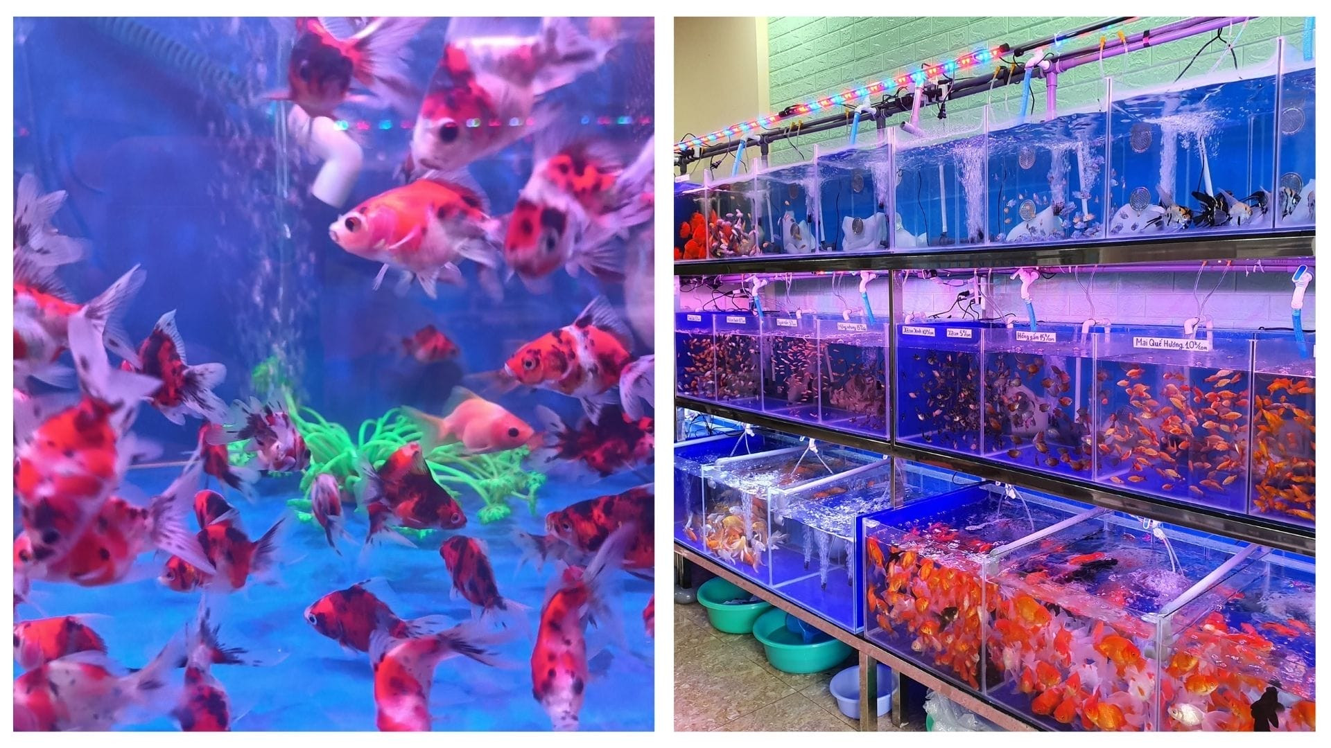 Tiệm cá cảnh Tài Cá Cảnh Đà Nẵng