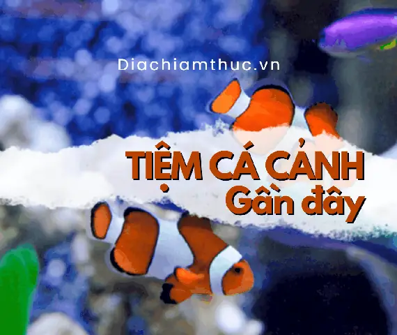 5 Tiệm Cá Cảnh Tân Phú Nổi Tiếng Dân Chơi Cá Cảnh Nên Ghé
