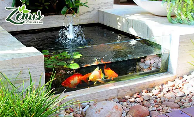 Thiết Kế Tiểu Cảnh Bể Cá Ngoài Trời: Hướng Dẫn Chi Tiết