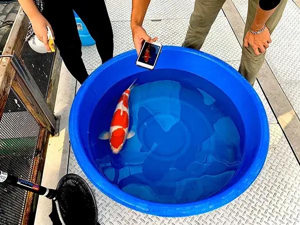 Làm thế nào để nhận biết tiêu chuẩn cá Koi đẹp?