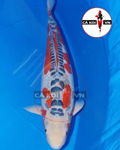 Làm thế nào để nhận biết tiêu chuẩn cá Koi đẹp?