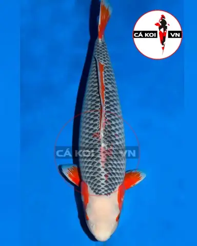 Làm thế nào để nhận biết tiêu chuẩn cá Koi đẹp?