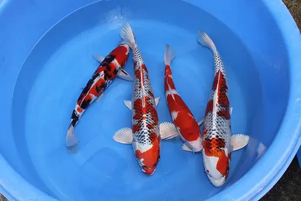 Làm thế nào để nhận biết tiêu chuẩn cá Koi đẹp?