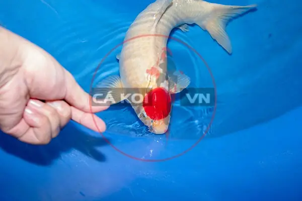 Làm thế nào để nhận biết tiêu chuẩn cá Koi đẹp?
