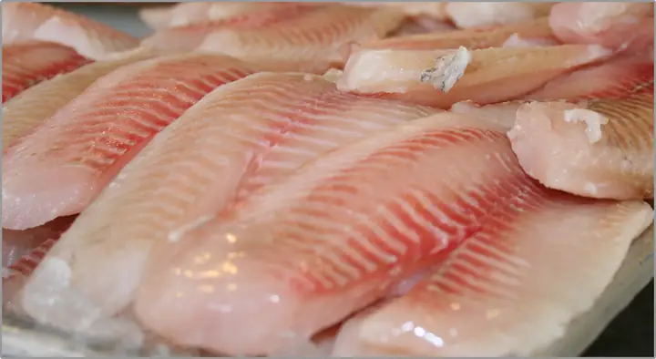 1. Định nghĩa Tilapia là gì