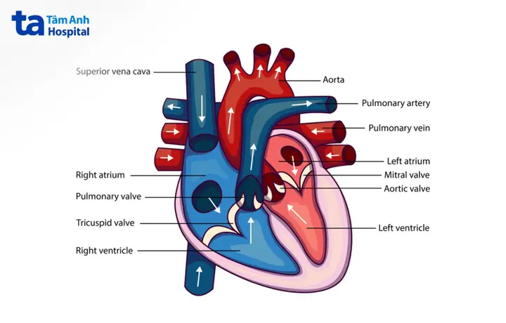 Cấu tạo của tim