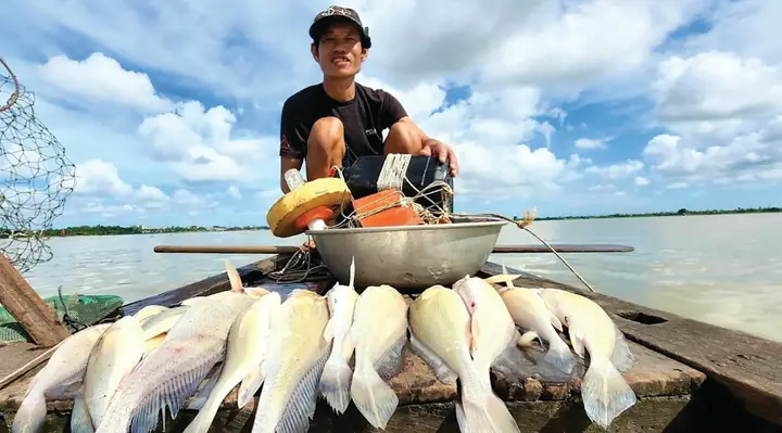 Hướng Dẫn Chi Tiết Tìm Mối Mua Cá Sủ Vàng Uy Tín Và Chất Lượng