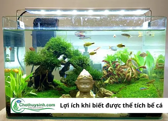 Hướng dẫn tính diện tích bể cá chuẩn xác nhất