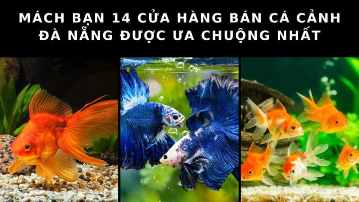 Toàn cảnh cửa hàng cá cảnh tại Đà Nẵng với nhiều bể cá đa dạng và khách hàng tham quan