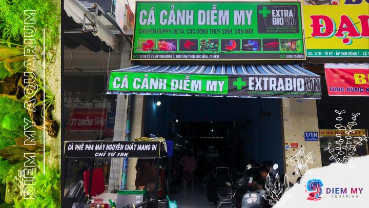 Tổng quan về thế giới cá cảnh Hóc Môn
