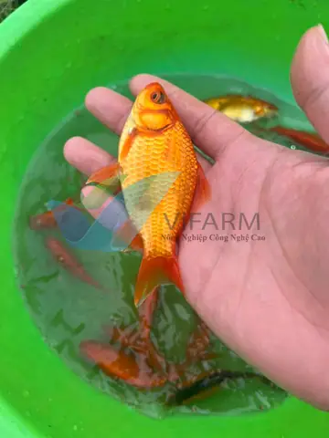 Kỹ thuật nuôi cá chép đỏ