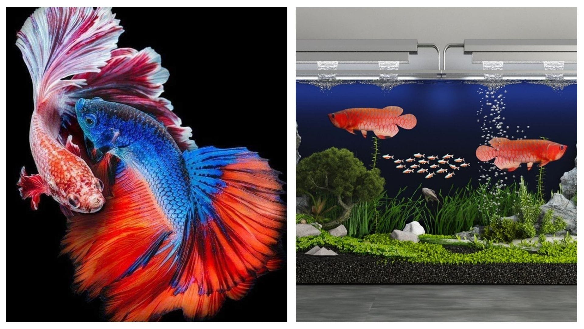 Trại cá bảy màu Guppy Hung Tony