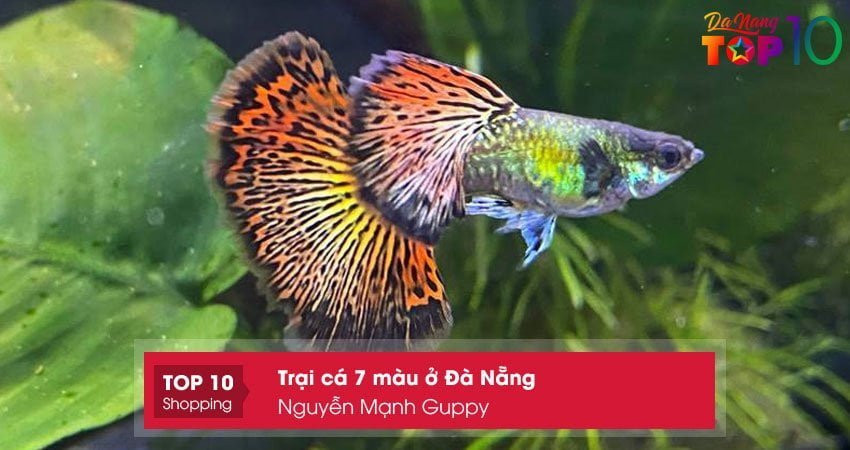 Trại cá bảy màu Nguyễn Mạnh Guppy Đà Nẵng với hệ thống hồ nuôi hiện đại