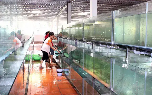 Trại Cá Cảnh Củ Chi: Địa Chỉ Uy Tín Cho Người Yêu Cá Cảnh