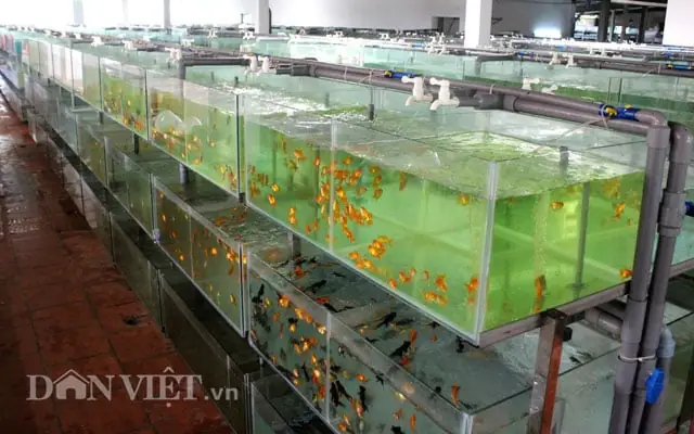 Trại Cá Cảnh Củ Chi: Địa Chỉ Uy Tín Cho Người Yêu Cá Cảnh