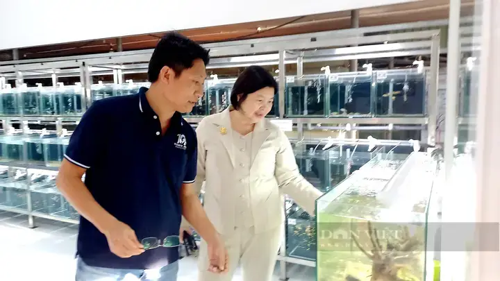 Trại Cá Cảnh Củ Chi: Địa Chỉ Uy Tín Cho Người Yêu Cá Cảnh