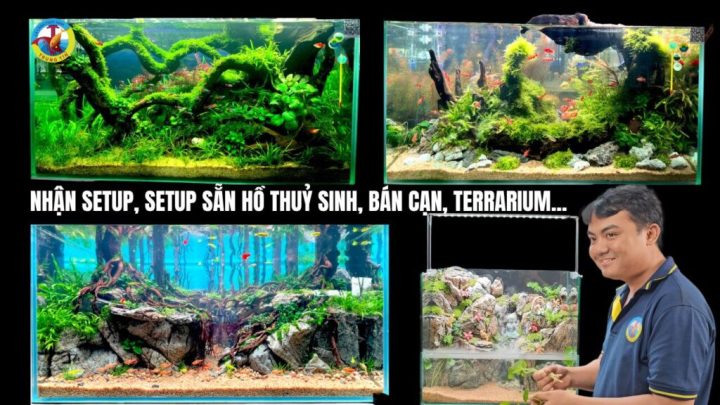 Trại cá cảnh với nhiều loài cá và cây thủy sinh