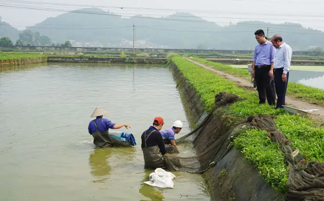 Trại Cá Cù Vân: Đánh Giá Chi Tiết Chất Lượng Con Giống & Uy Tín Trại Cá Cù Vân: Đánh Giá Chi Tiết Chất Lượng Con Giống & Uy Tín