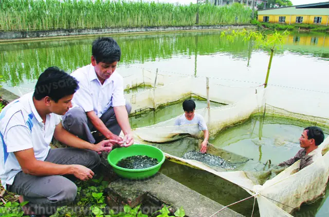 Trại Cá Cù Vân: Đánh Giá Chi Tiết Chất Lượng Con Giống & Uy Tín