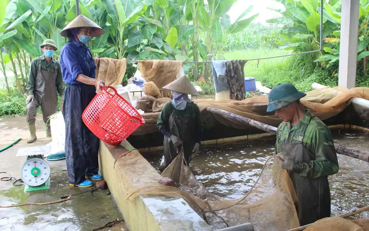 Trại Cá Cù Vân: Đánh Giá Chi Tiết Chất Lượng Con Giống & Uy Tín Trại Cá Cù Vân: Đánh Giá Chi Tiết Chất Lượng Con Giống & Uy Tín